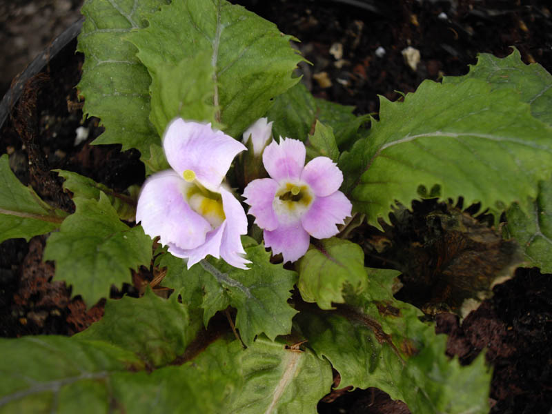 Primula bracteosa en fleurs dans les zones rocheuses humides des forêts d'altitude du Népal